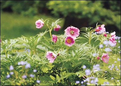 20 мая вблизи села Полуямки Михайловского района состоится праздник цветения пиона «Степной первоцвет»